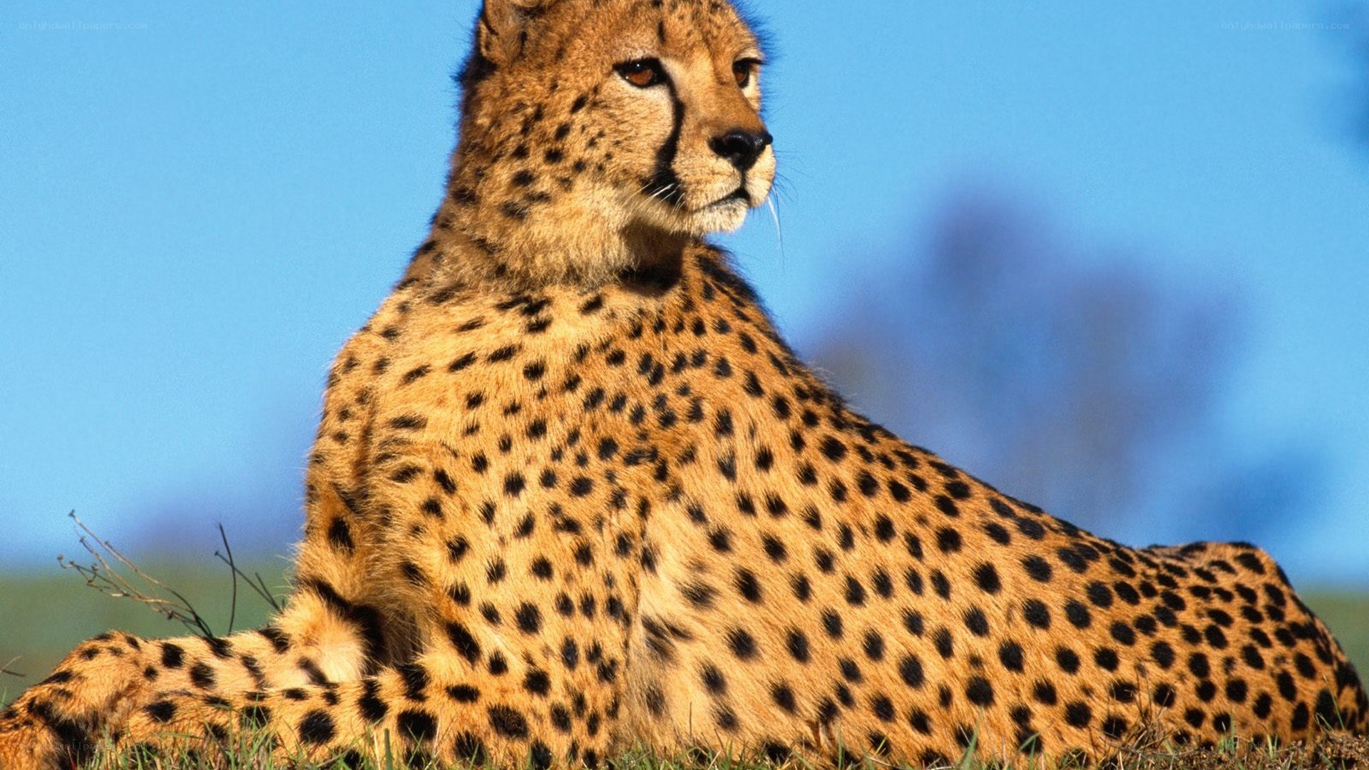 Cheetah resting in sunlight
