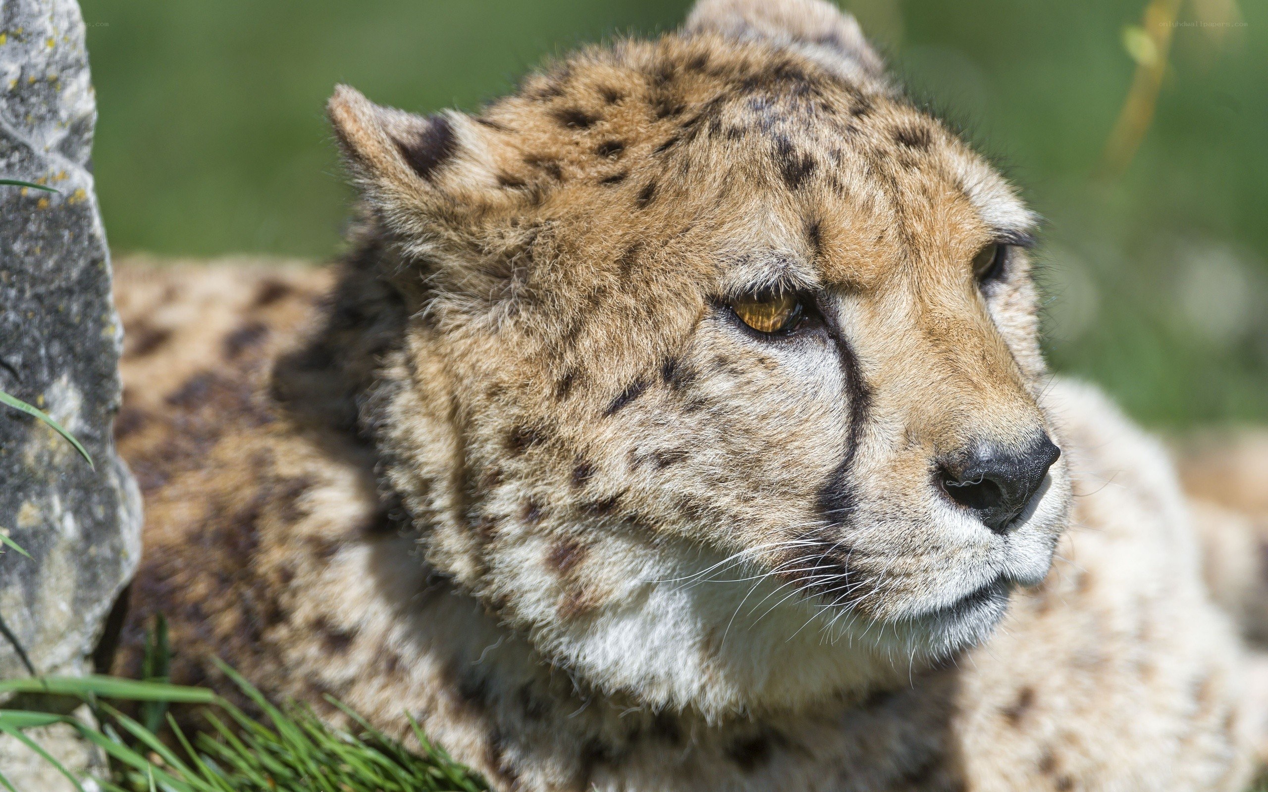 Cheetah resting in sunlight