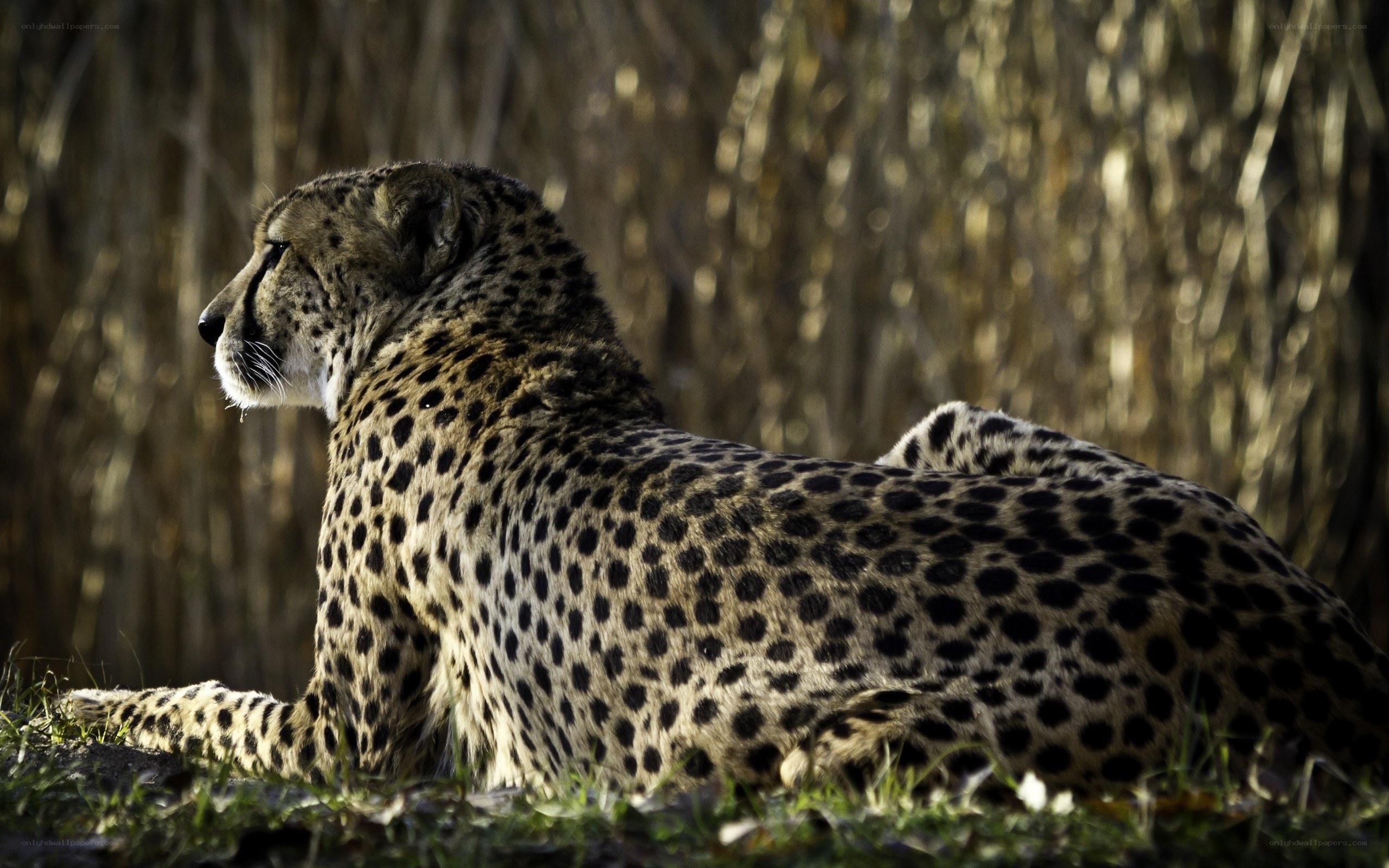 Cheetah resting in sunlight