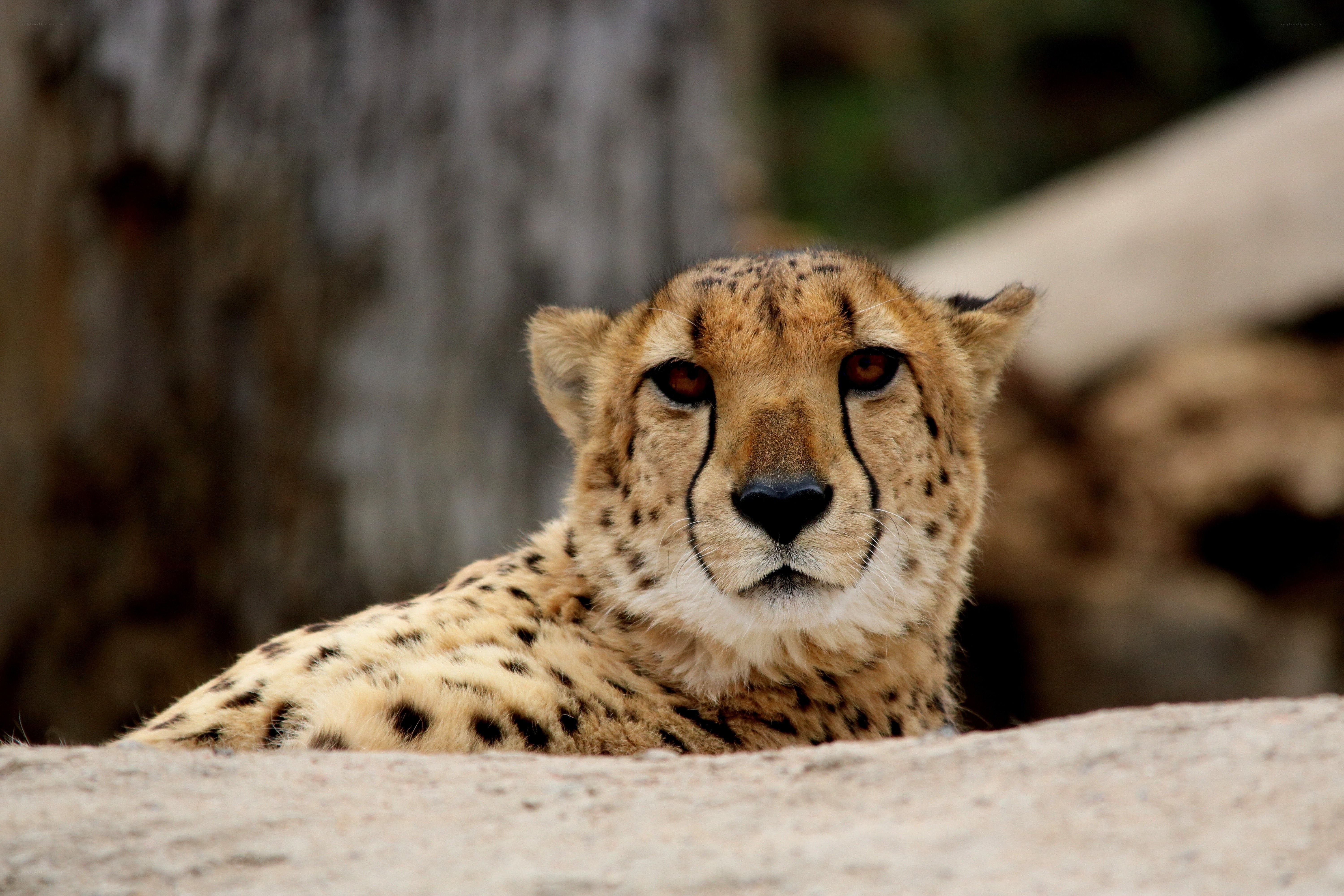 Cheetah resting in the wild