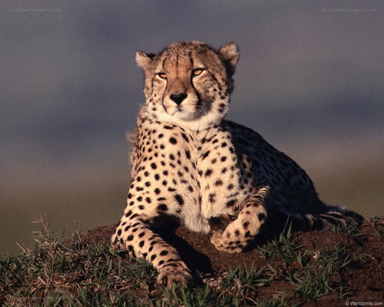 Cheetah resting on a mound