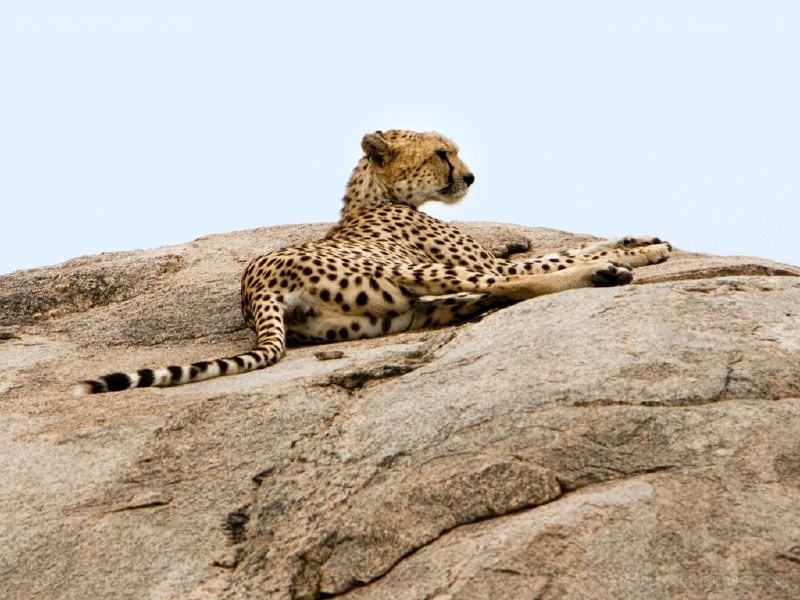Cheetah resting on a rock