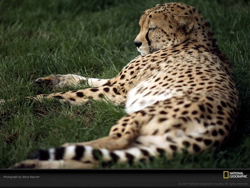 Cheetah resting on grass