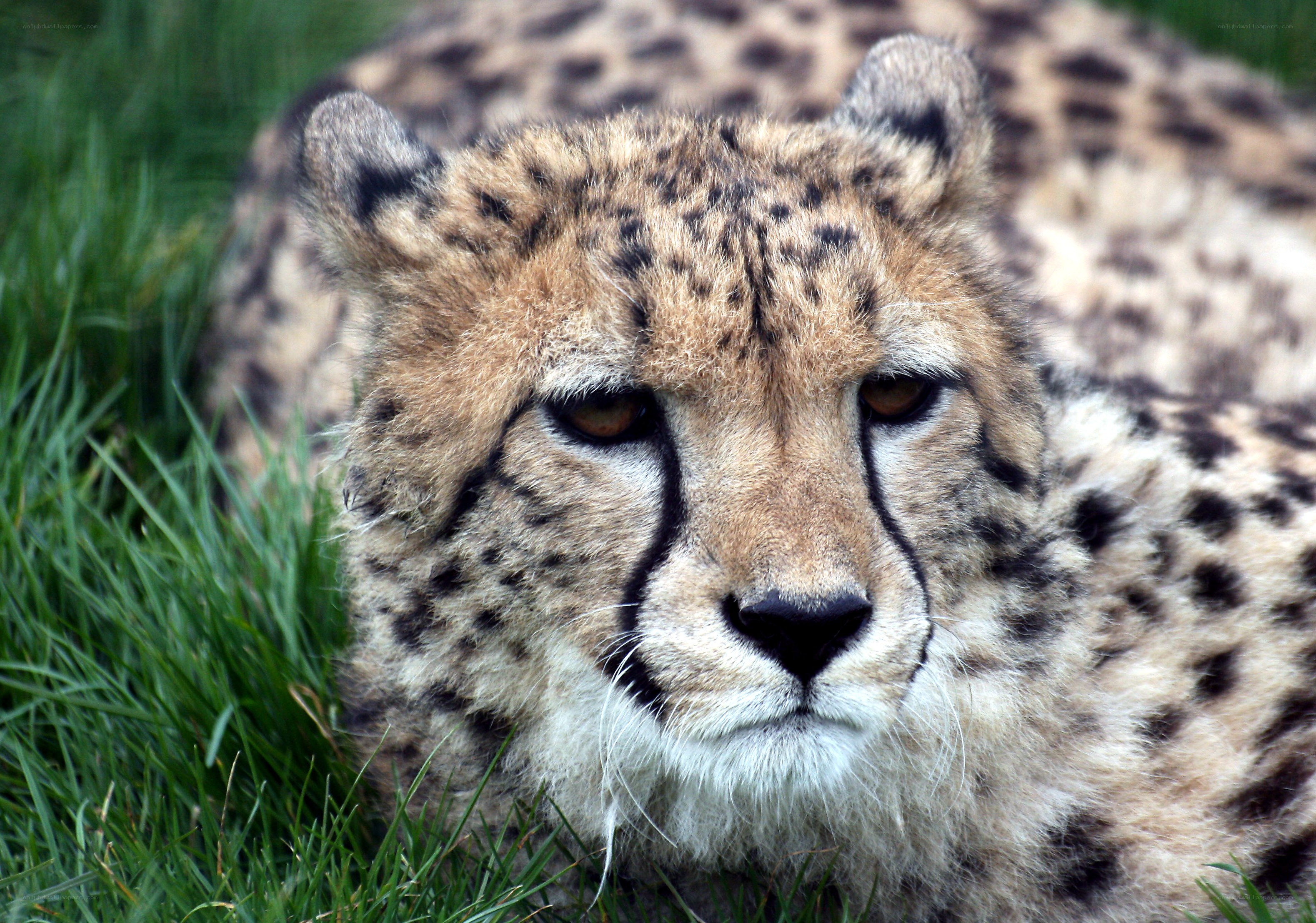 Cheetah resting on grass