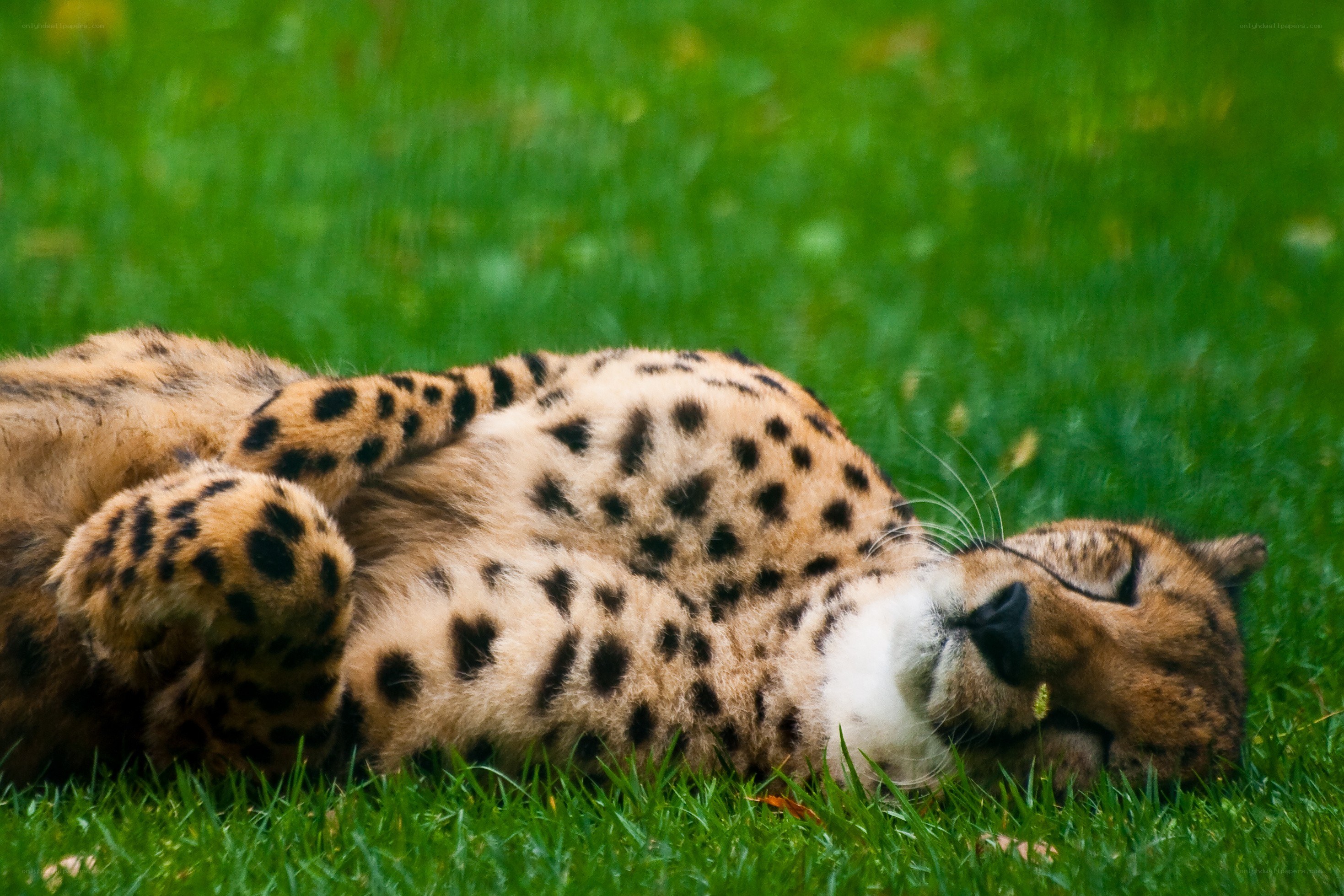 Cheetah resting on grass