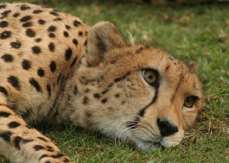 Cheetah resting on grass