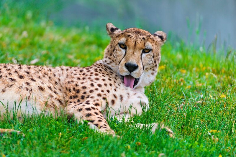 Cheetah resting on grass