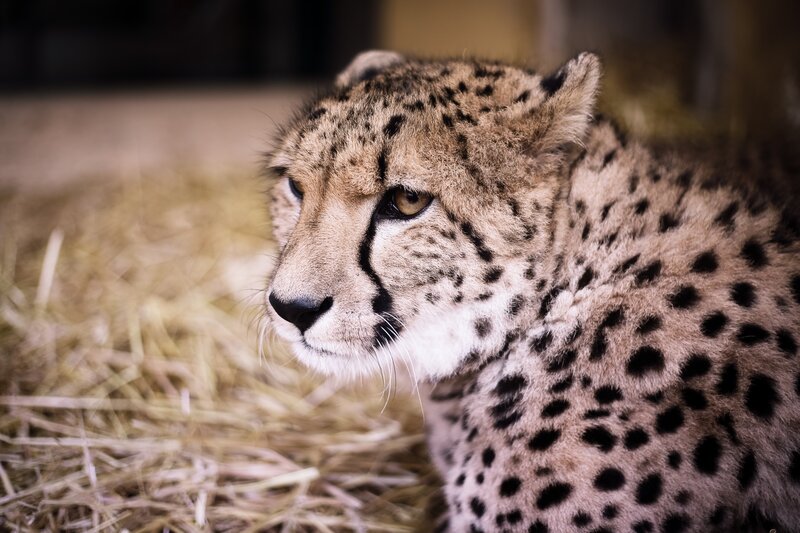 cheetah resting on hay