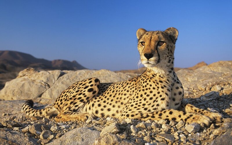 Cheetah resting on rocks