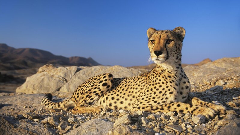 Cheetah resting on rocks