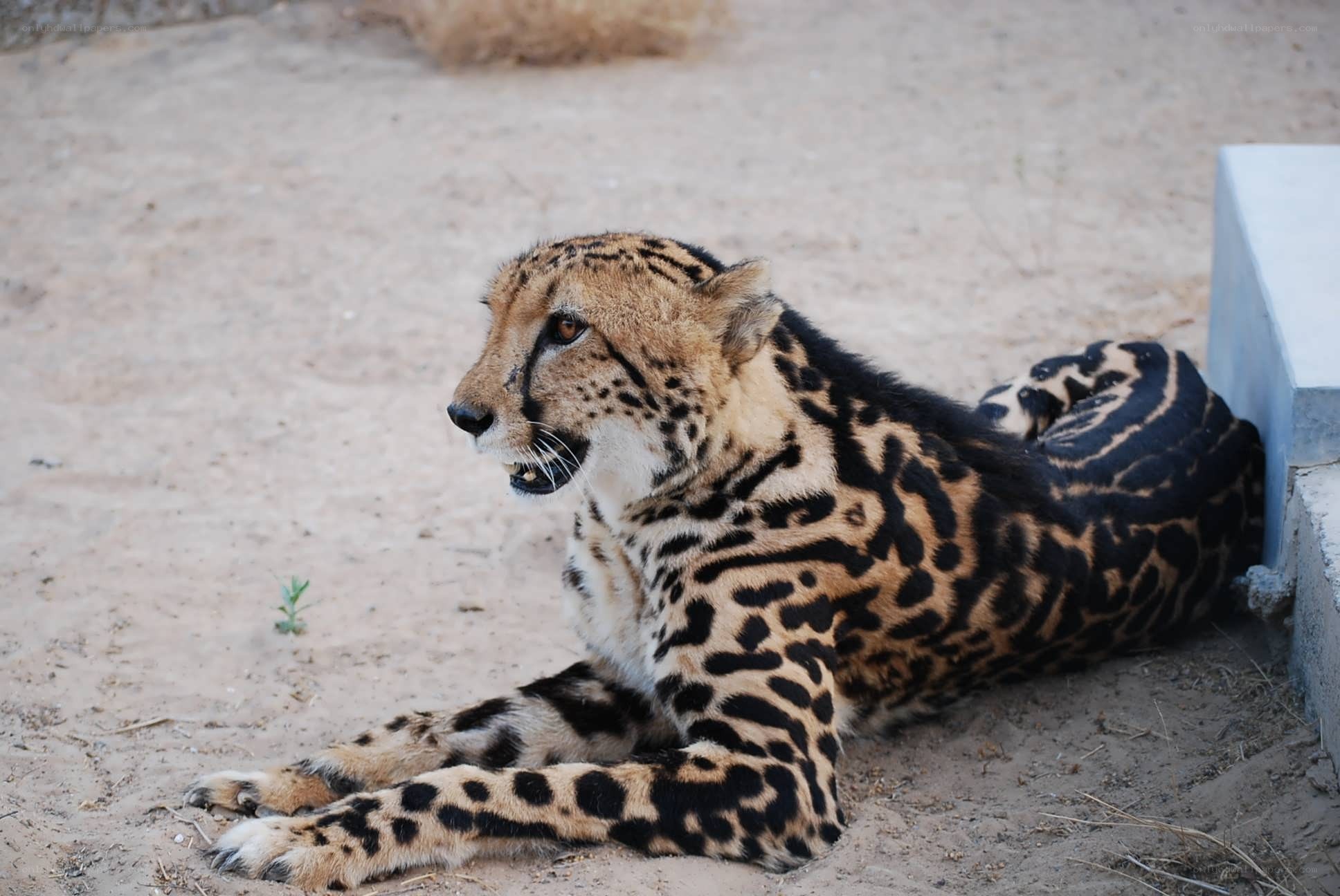 cheetah resting on sand