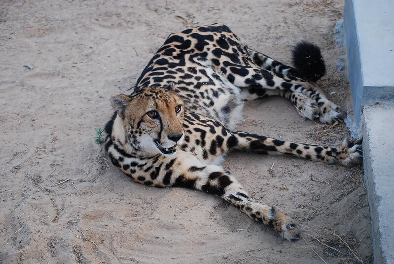 Cheetah resting on sand