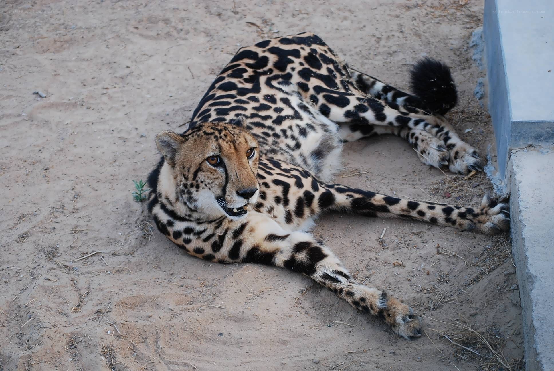 Cheetah resting on sand
