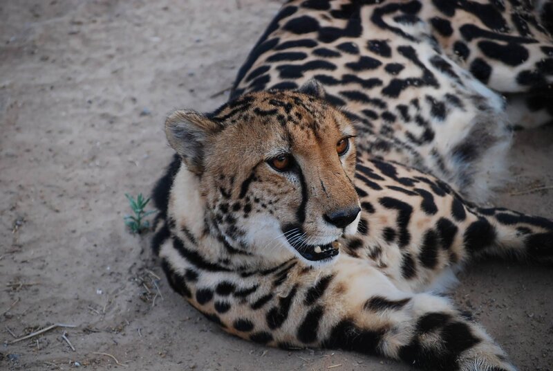 cheetah resting on sand