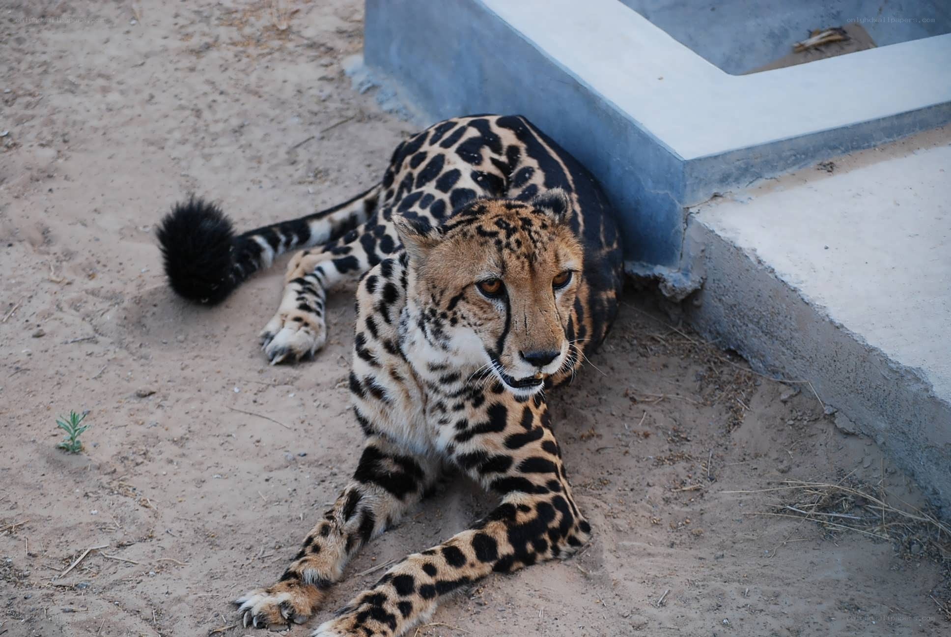 cheetah resting on sand