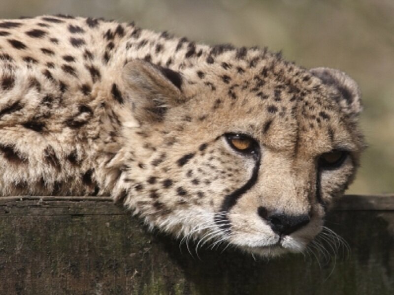 Cheetah Resting on Wood — Tan
