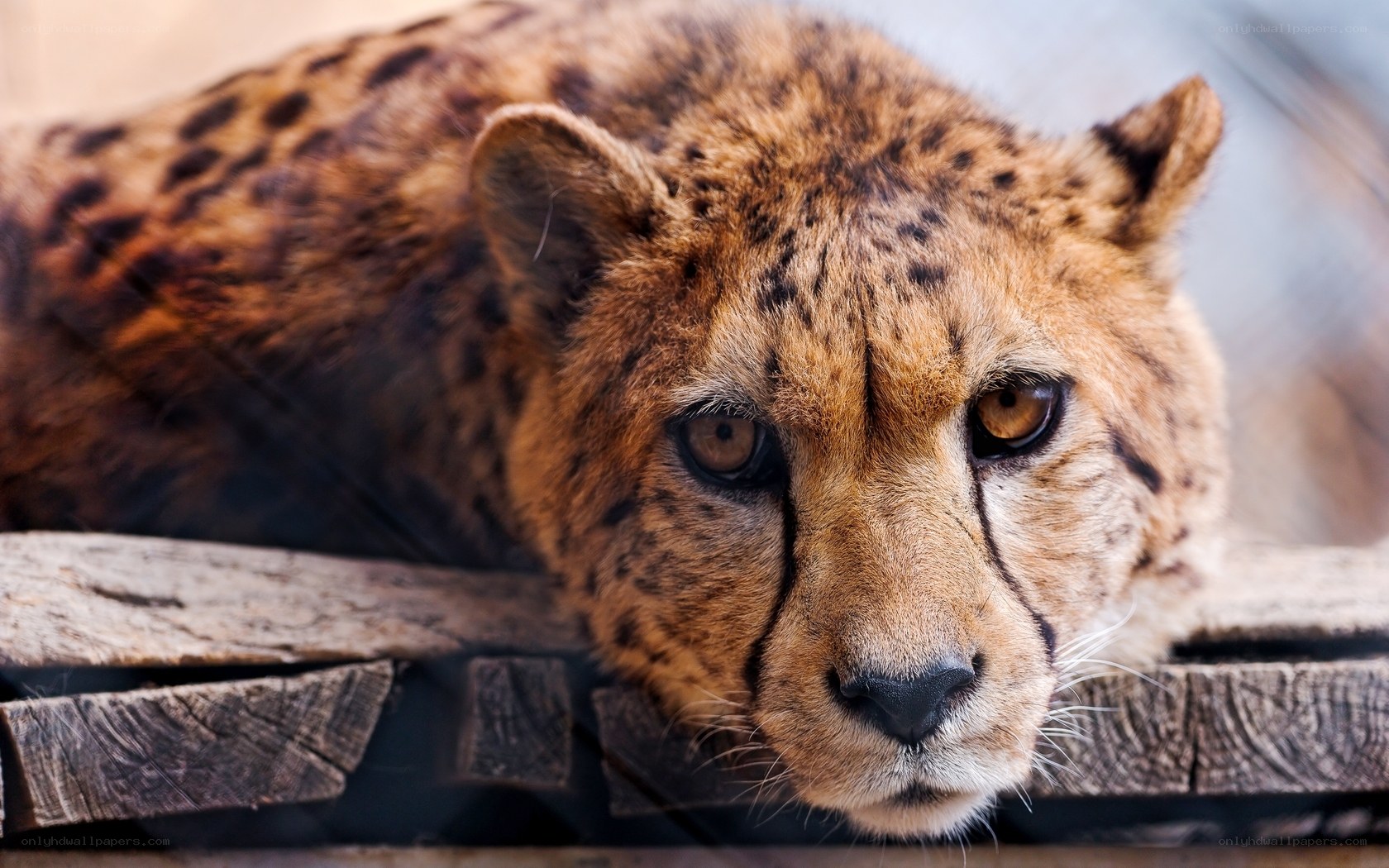 Cheetah resting on wood
