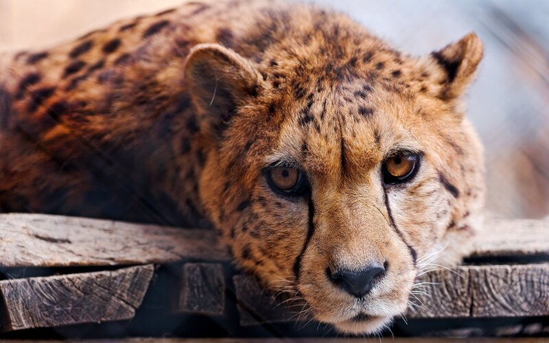 Cheetah resting on wooden logs