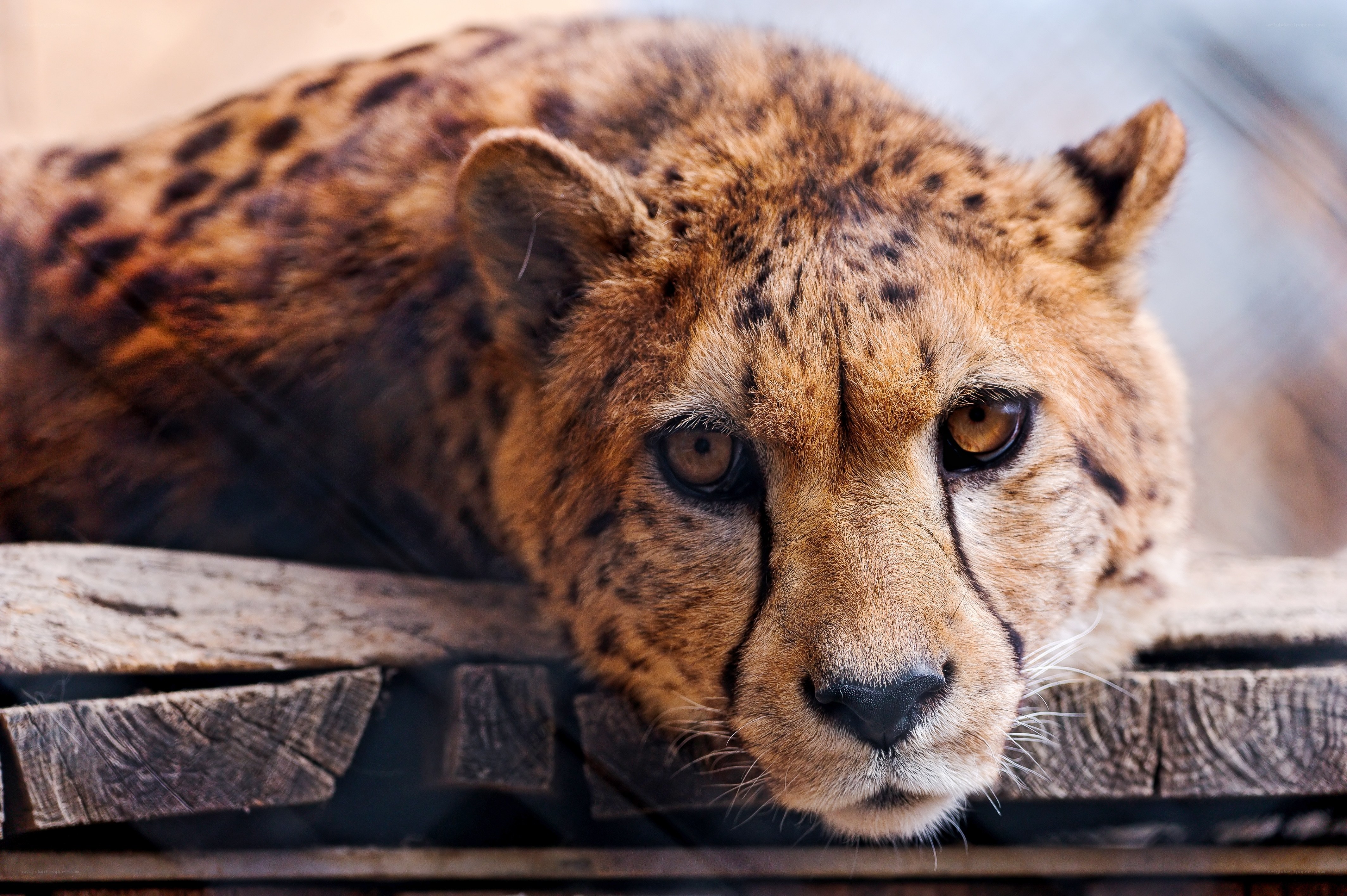 Cheetah resting on wooden logs