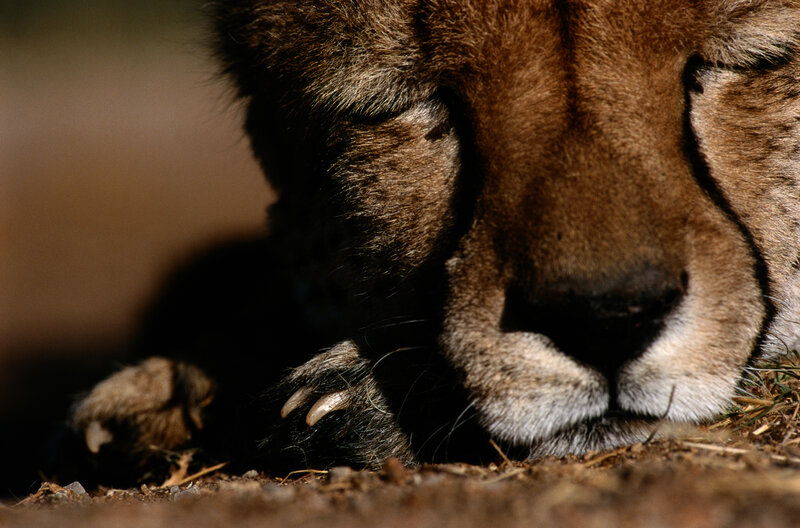 Cheetah resting peacefully
