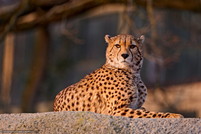 Cheetah Resting — Tan, Calm, Sunset
