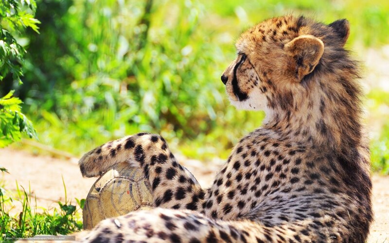 cheetah resting with ball