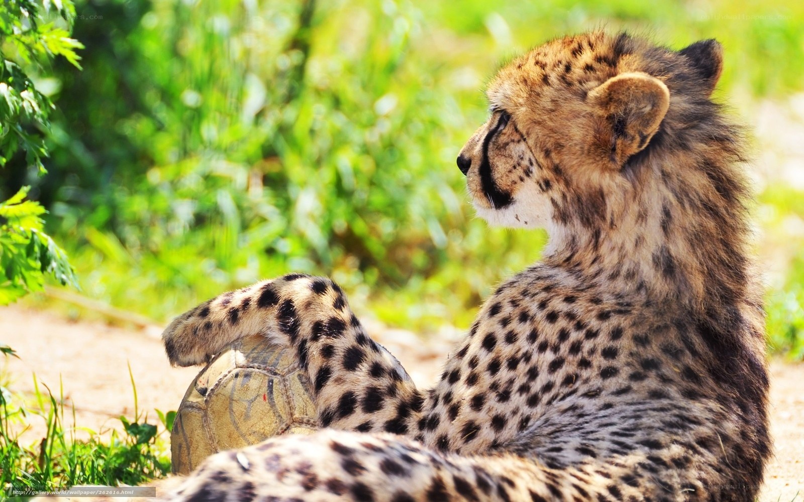 cheetah resting with ball