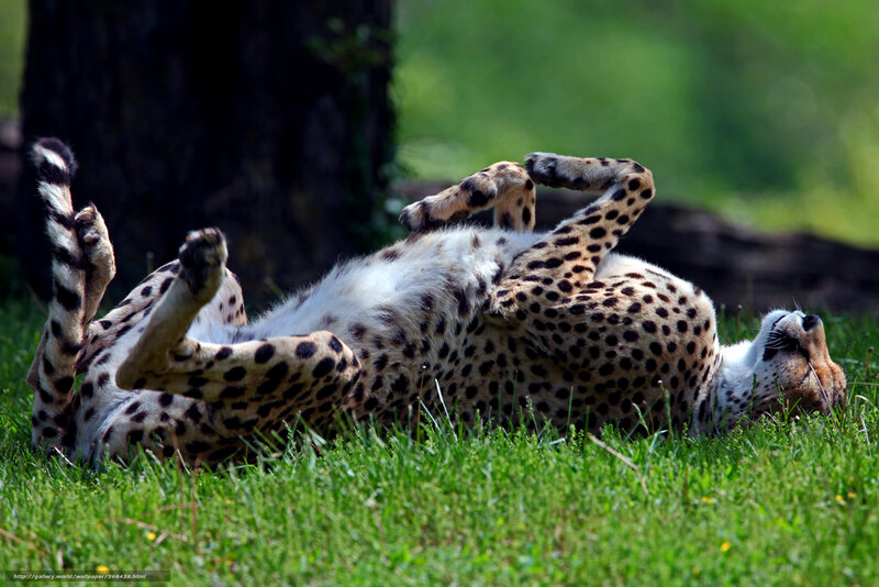 Cheetah Rolling on Grass — Green, Relaxed