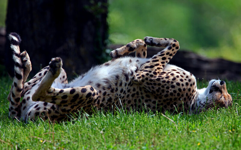 Cheetah Rolling on Grass — Green