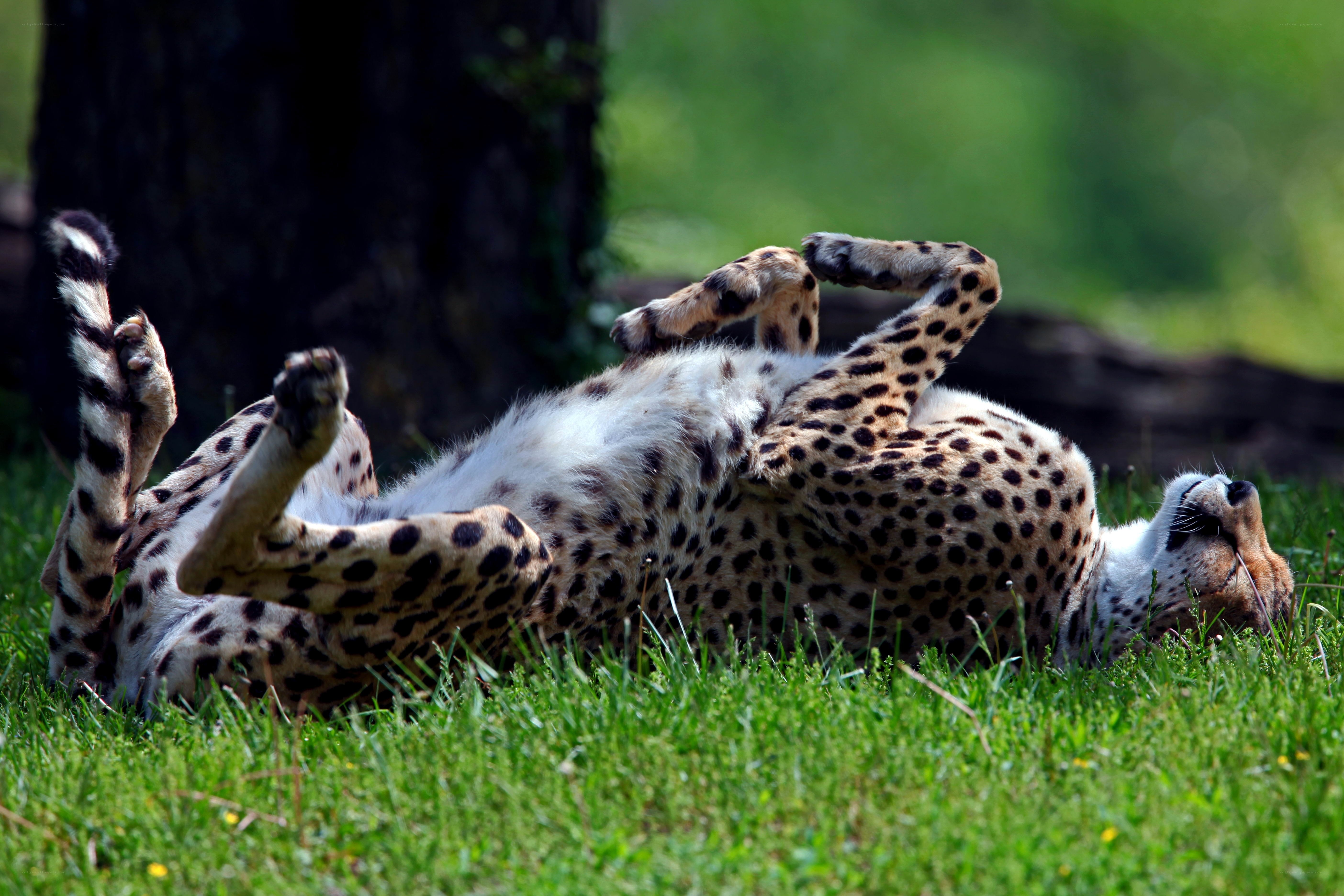 Cheetah rolling on grass
