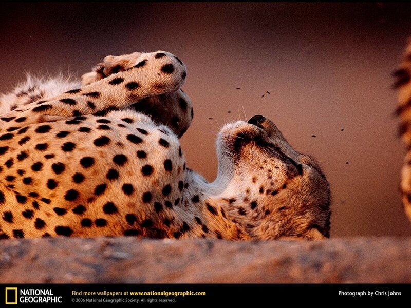 Cheetah rolling on its back