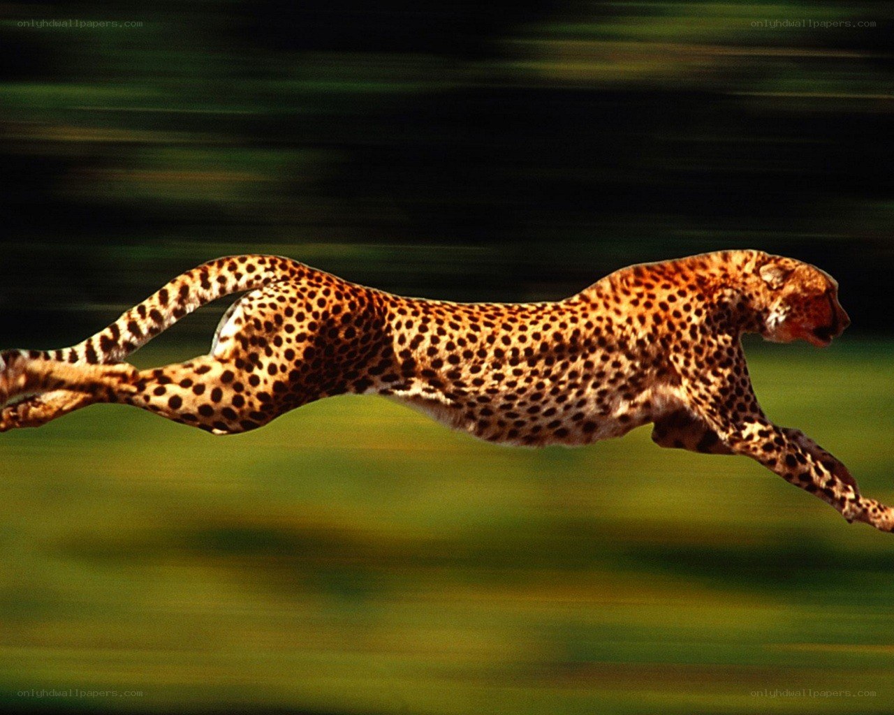Cheetah running at high speed