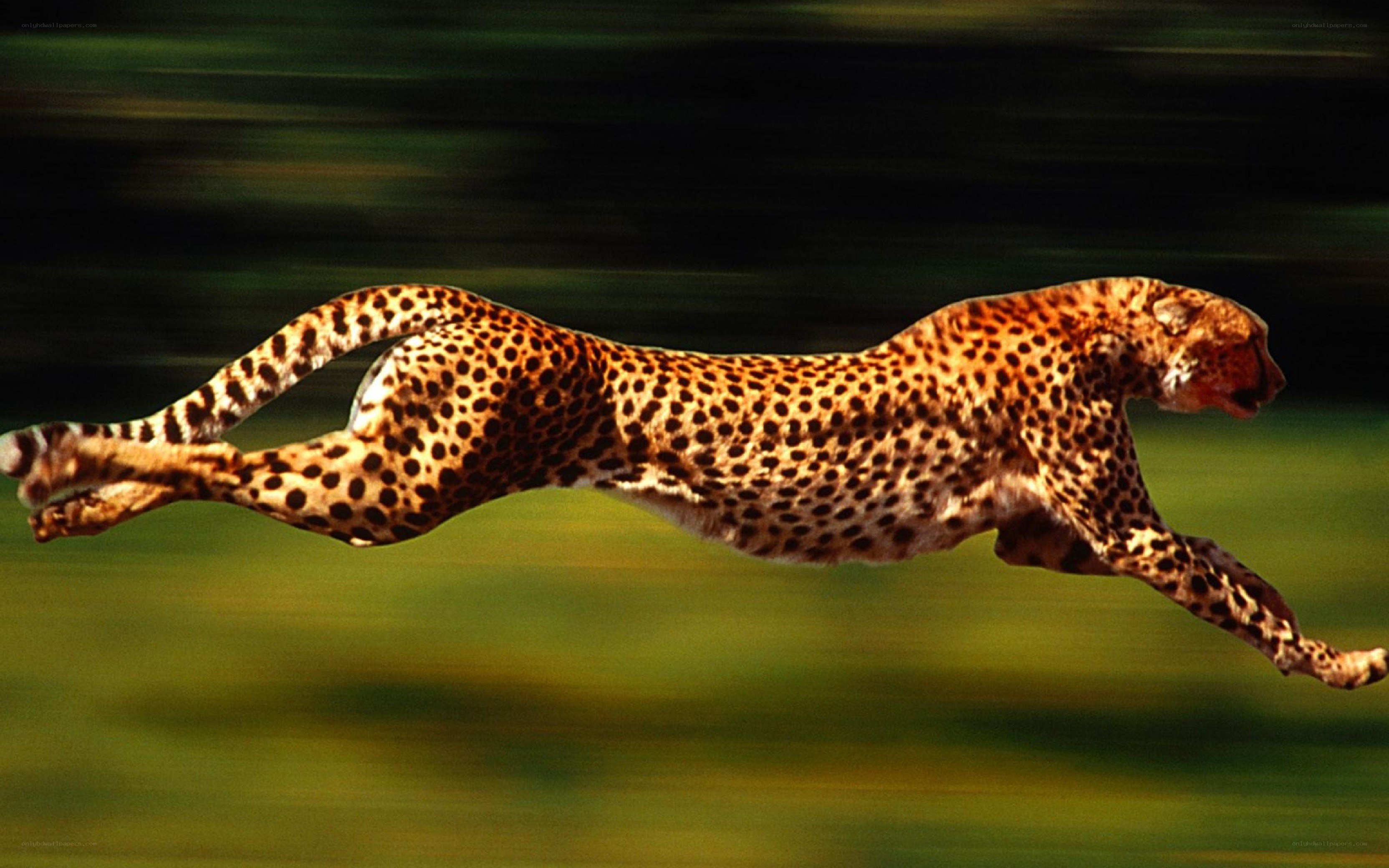 Cheetah running at high speed