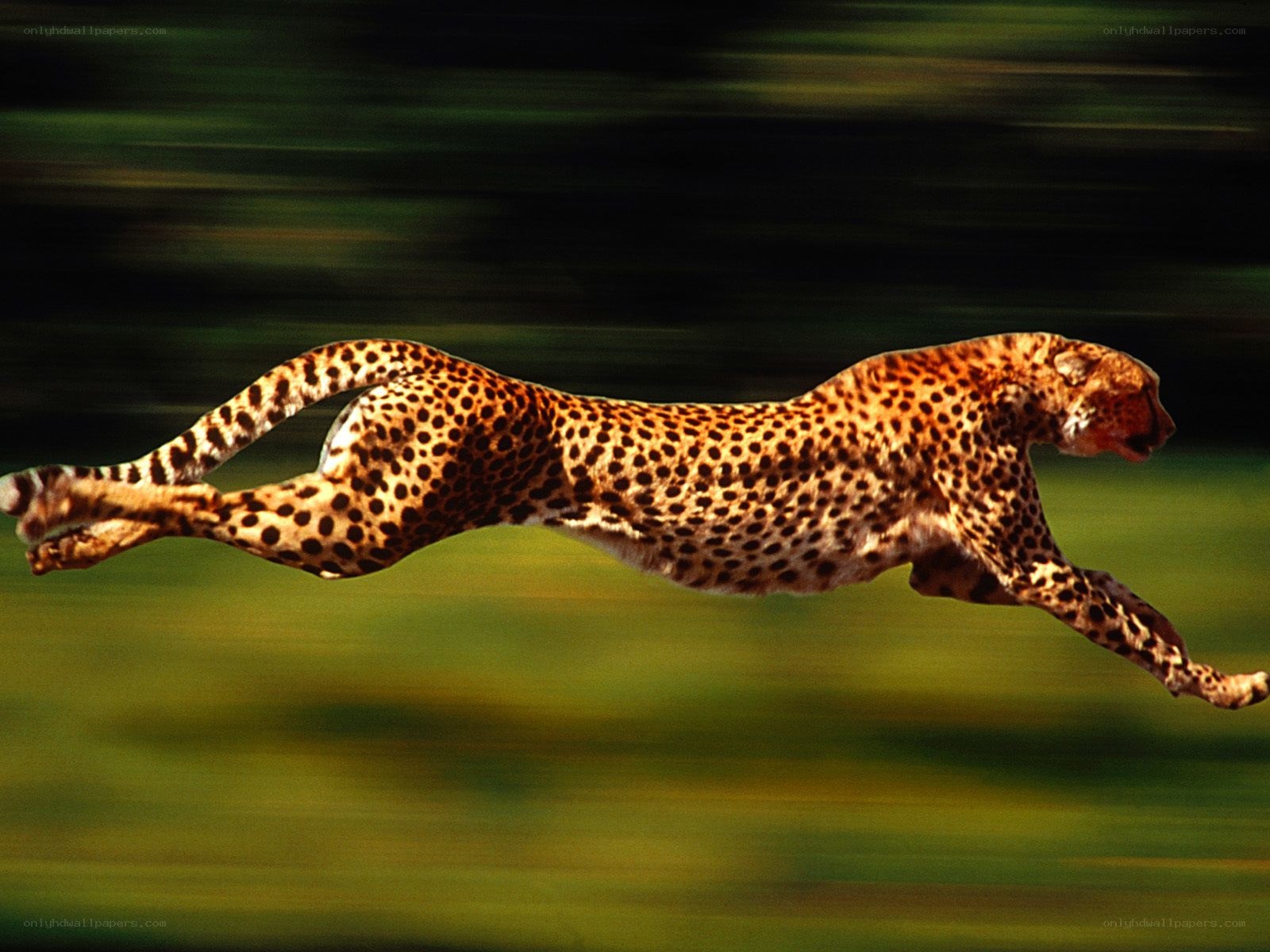 Cheetah running at high speed