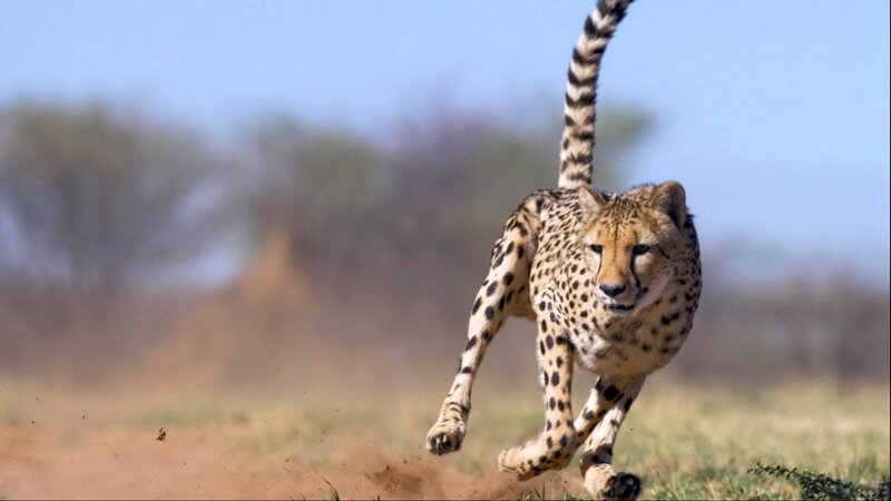Cheetah Running — Brown, Dynamic, Afternoon, Photograph, Dust, Tail