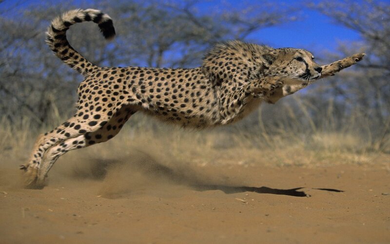 Cheetah Running — Brown, Dynamic, Afternoon, Photograph, Dust