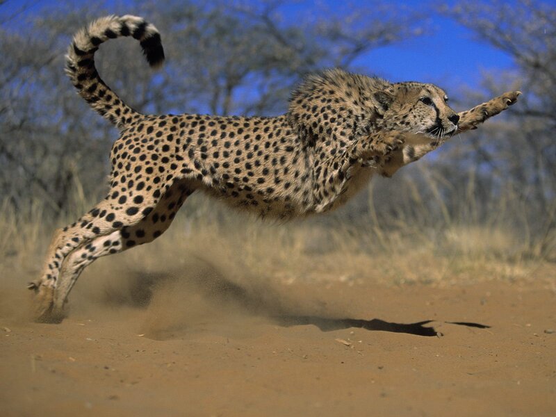 Cheetah Running — Brown, Dynamic, Afternoon, Photograph, Dust, Trees