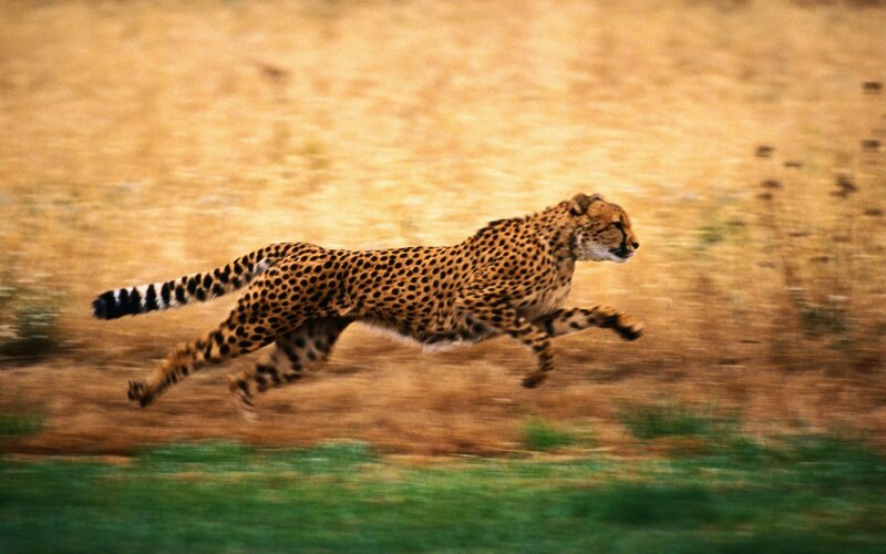 Cheetah Running — Brown, Dynamic, Afternoon, Photograph, Grass, Dirt, Green, Yellow