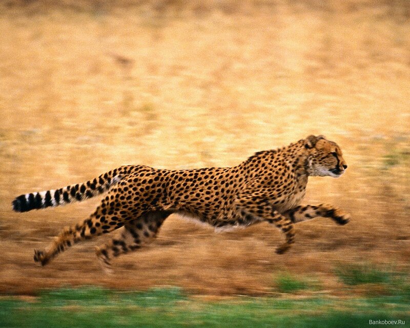Cheetah Running — Brown, Dynamic, Afternoon, Photograph, Grass, Dirt, Yellow