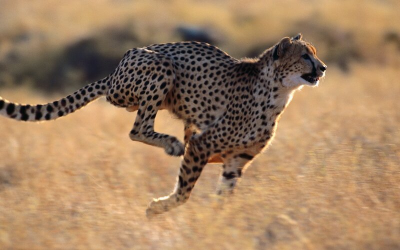 Cheetah Running — Brown, Dynamic, Afternoon, Photograph, Grassland