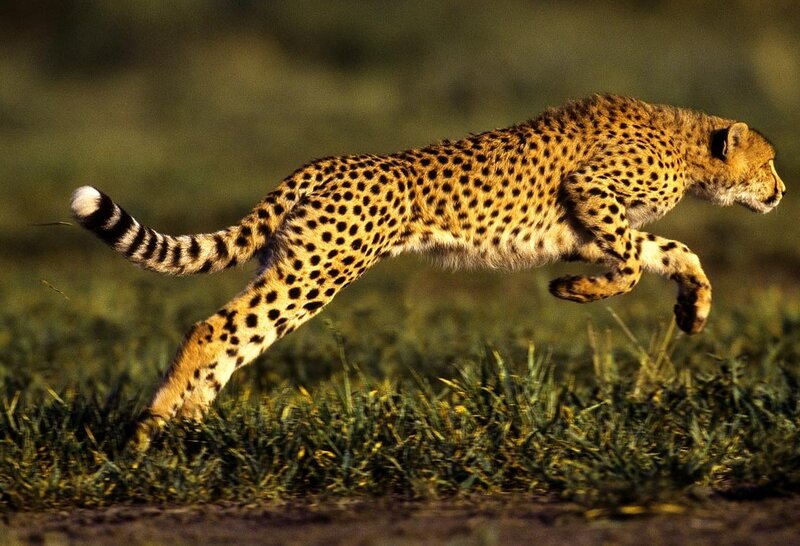Cheetah Running — Brown, Dynamic, Afternoon, Photograph