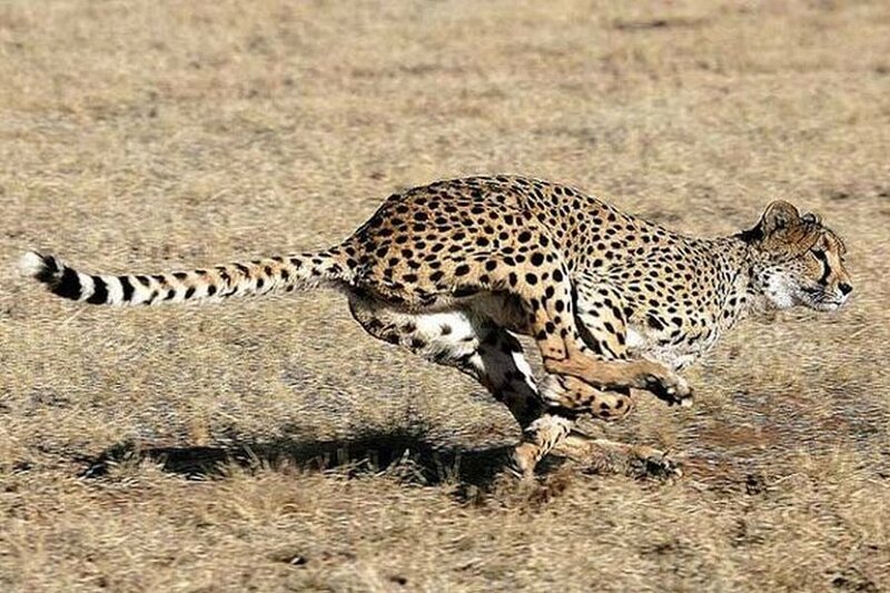 Cheetah Running — Brown, Dynamic, Afternoon