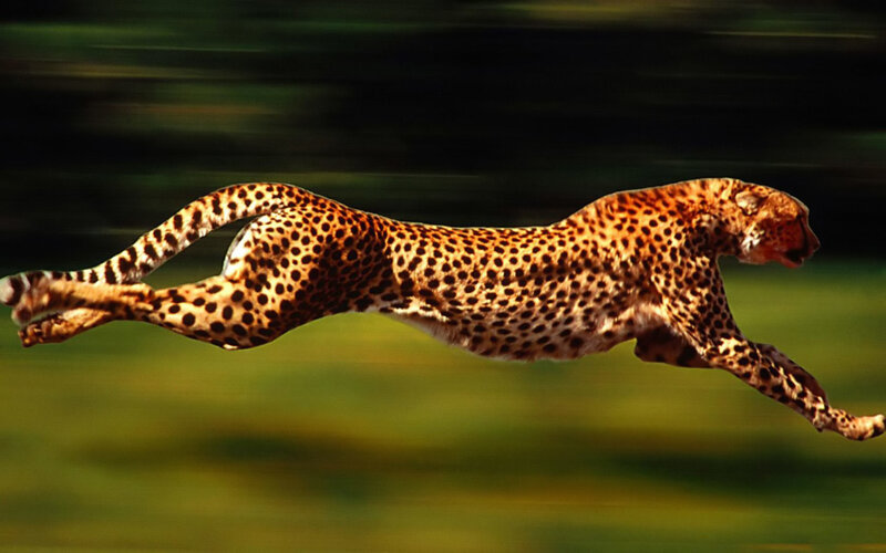 Cheetah Running — Brown, Dynamic, Photograph, Grass, Spots