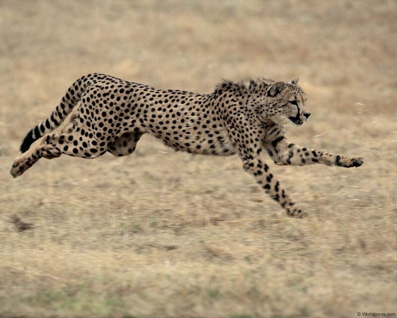 Cheetah Running — Brown, Dynamic, Photograph, Grassland
