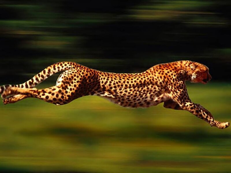 Cheetah Running — Brown, Dynamic, Photograph