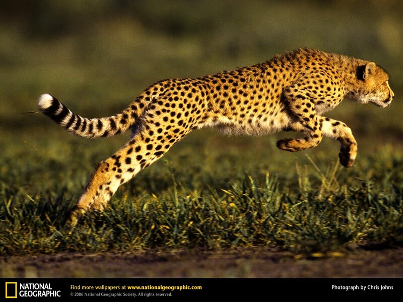 Cheetah Running — Brown, Dynamic, Sunset, Photograph