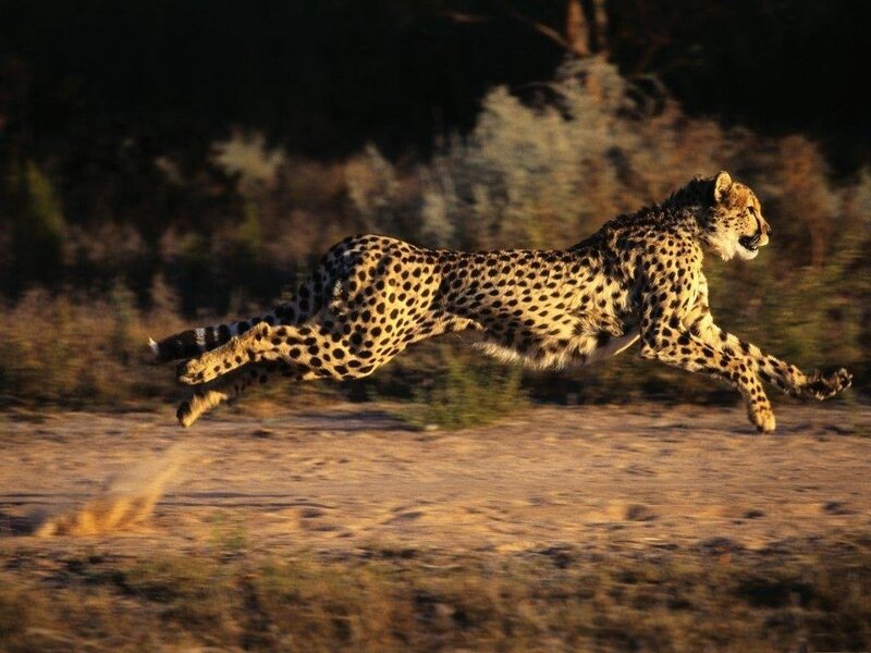 Cheetah Running — Brown, Dynamic, Sunset