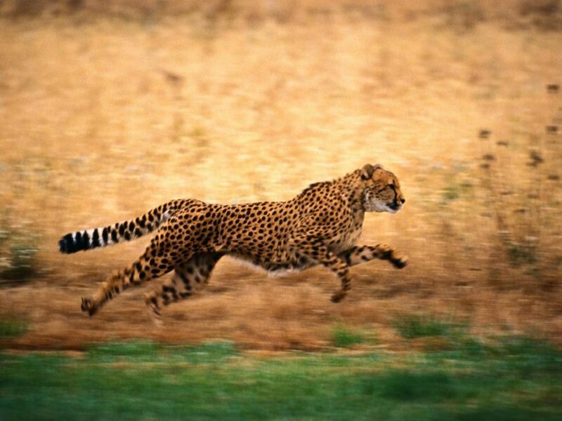 Cheetah Running — Brown, Dynamic