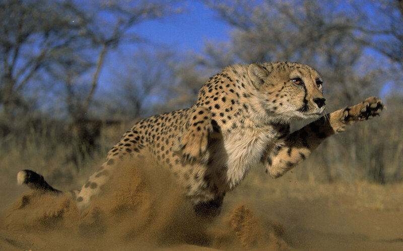 Cheetah Running — Dynamic