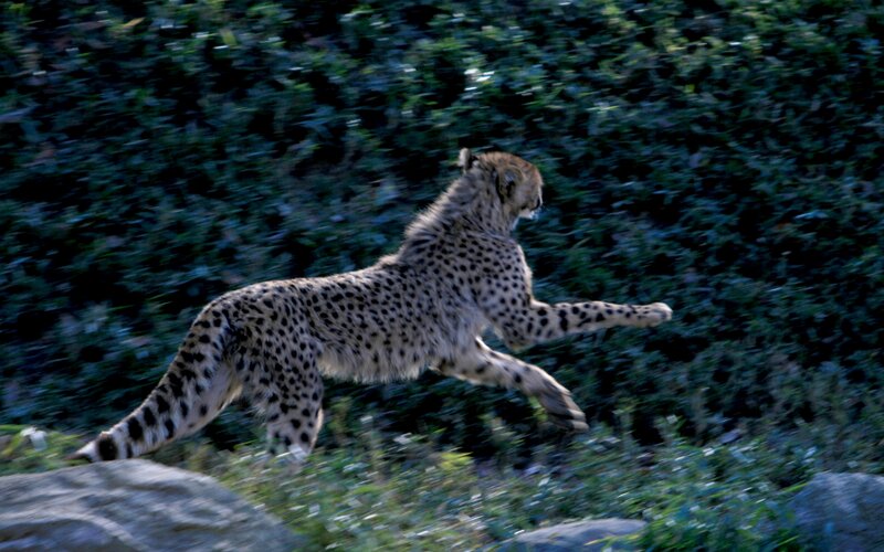 Cheetah Running — Green, Dynamic, Night